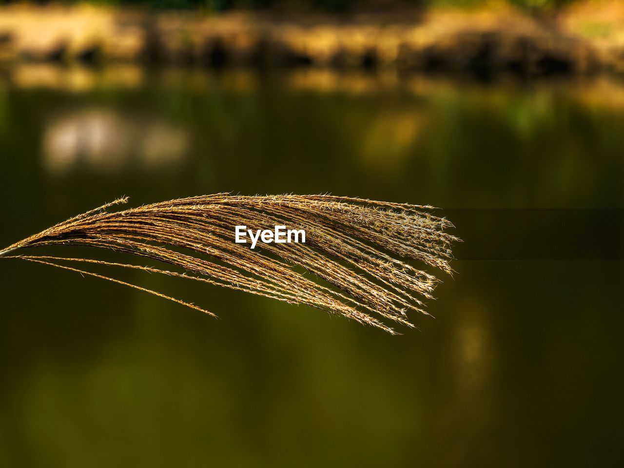 Close-up of plant growing by lake