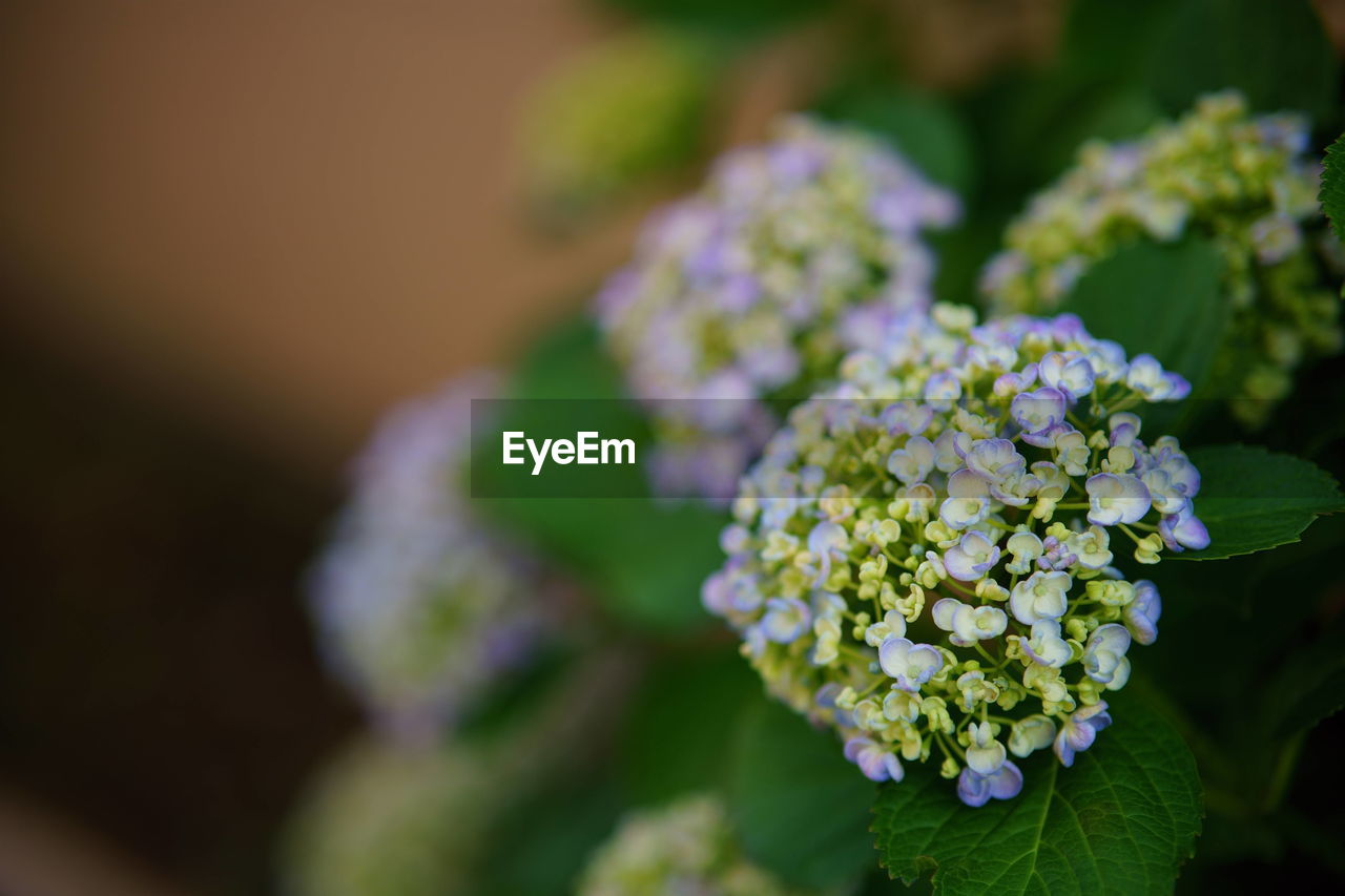 flower, flowering plant, plant, green, freshness, beauty in nature, nature, close-up, macro photography, focus on foreground, blossom, plant part, outdoors, flower head, hydrangea, no people, leaf, selective focus, fragility, food and drink, growth, day, summer, flower arrangement, inflorescence, bunch of flowers, garden, vegetable