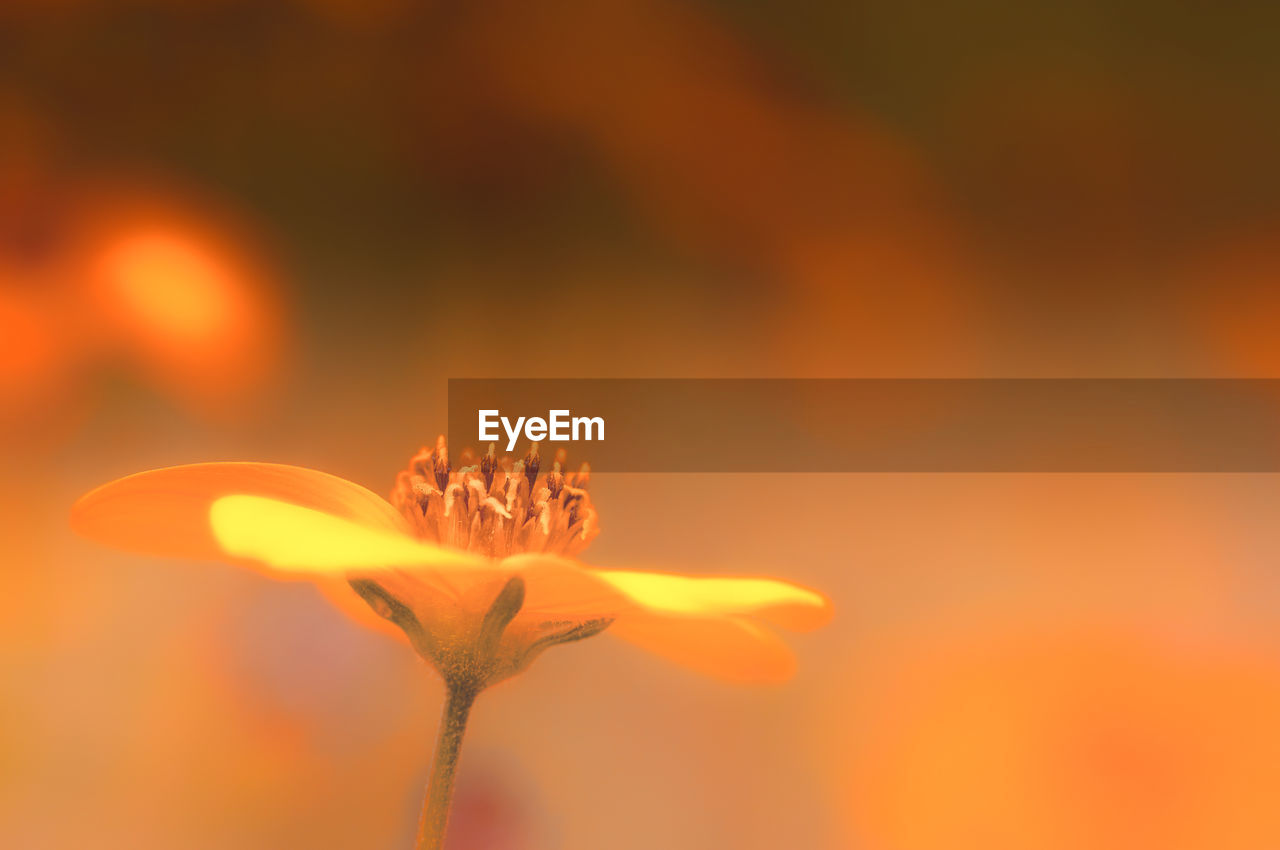 CLOSE-UP OF ORANGE FLOWER