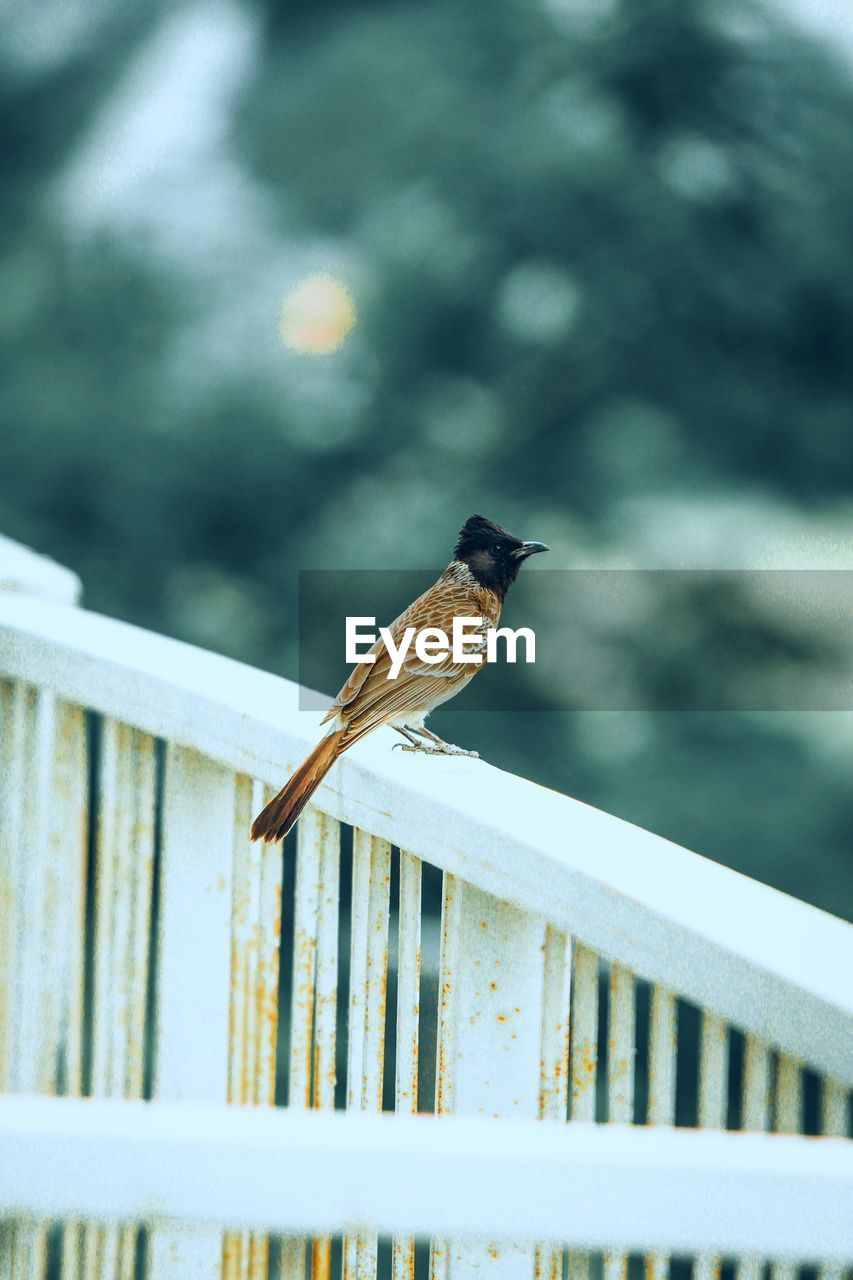 Bird perching on railing