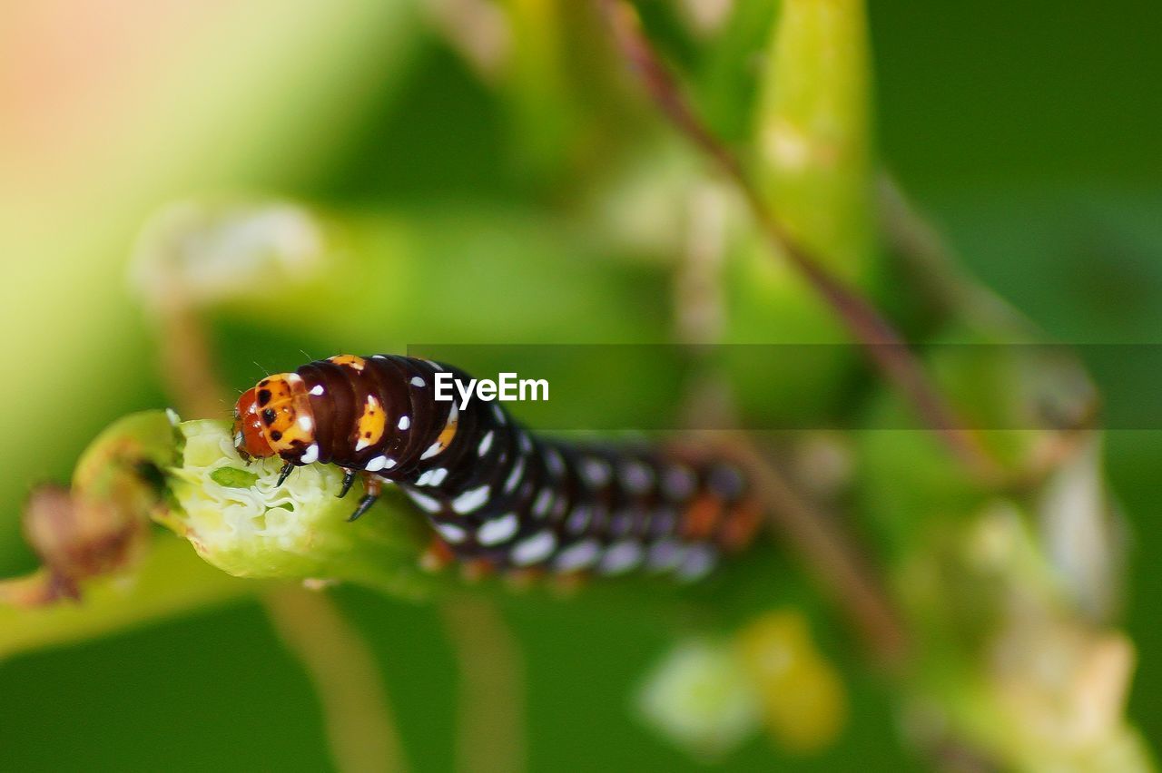 CLOSE-UP OF BEETLE ON PLANT