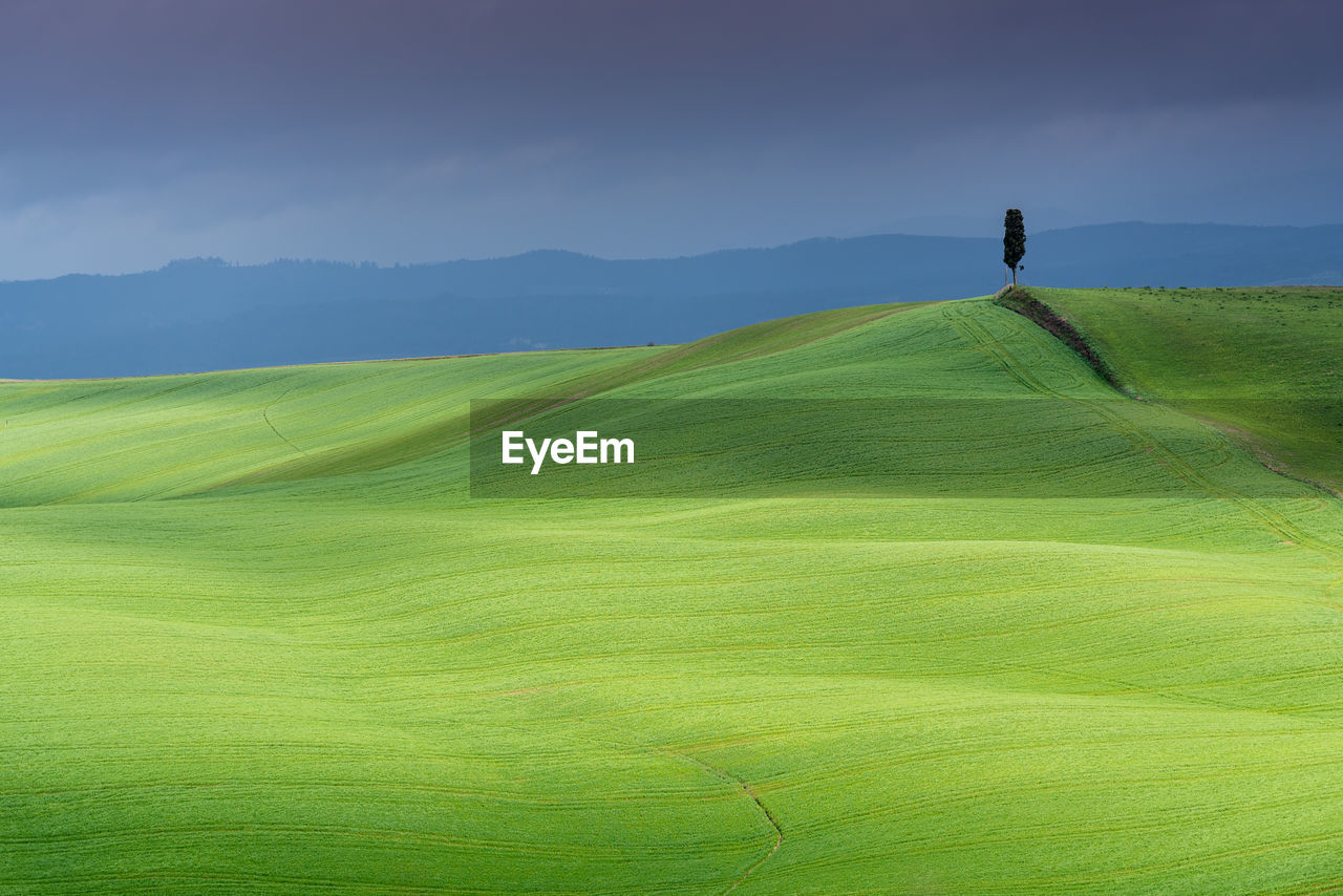 Single tree on rolling green landscape