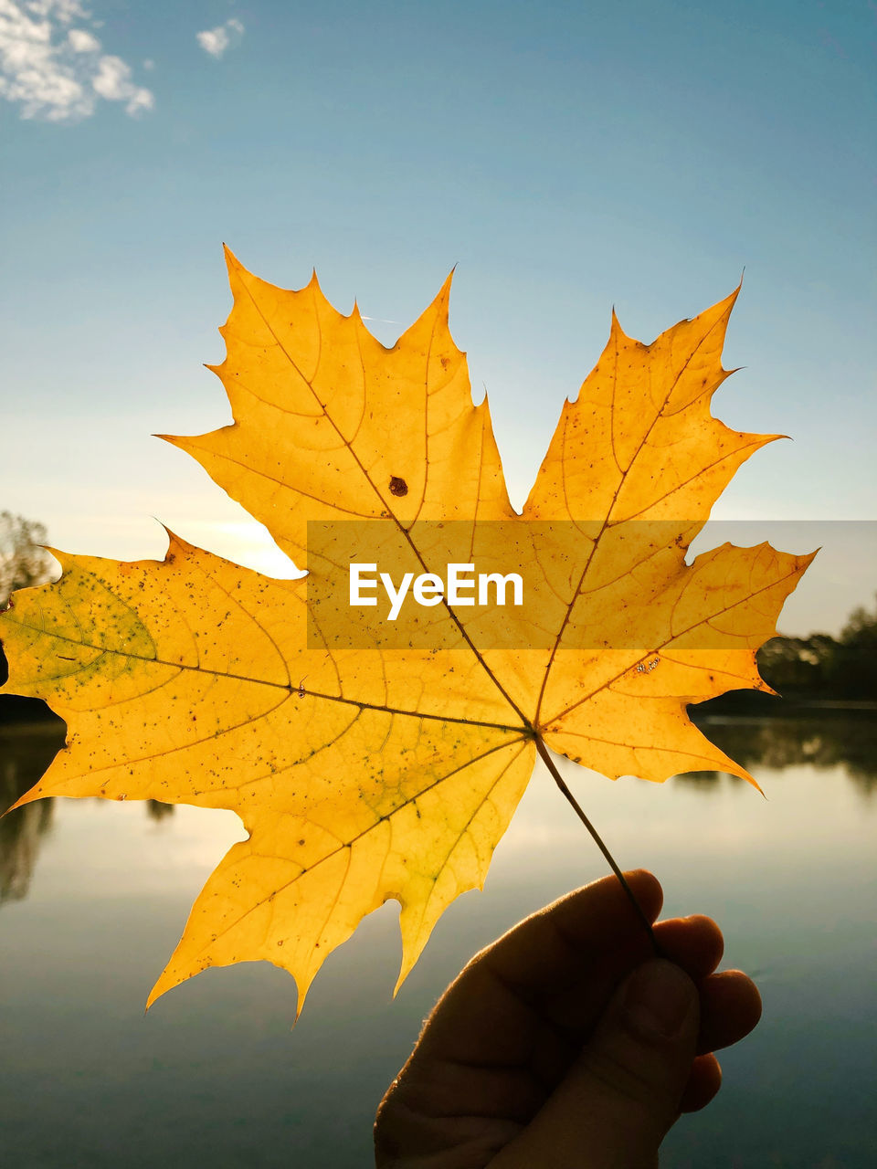 leaf, plant part, autumn, tree, nature, maple leaf, plant, hand, sky, one person, yellow, beauty in nature, holding, maple, water, outdoors, reflection, orange color, environment, sunlight, leaf vein, personal perspective, leisure activity, day, close-up, branch, finger, tranquility, dry, lifestyles, adult, scenics - nature, maple tree, lake