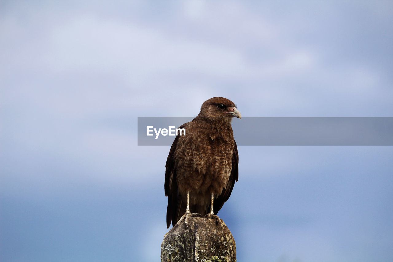 Low angle view of bird perching on wall