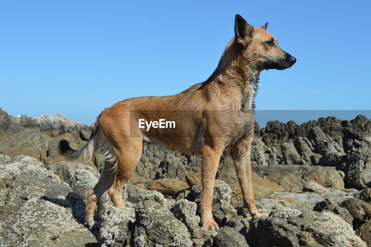 Dog standing on rock against clear sky