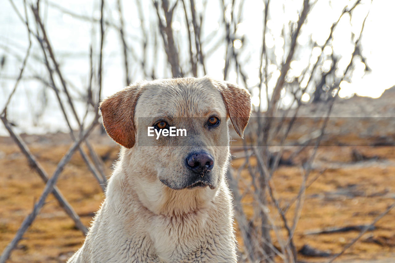 PORTRAIT OF DOG LOOKING AWAY ON LAND