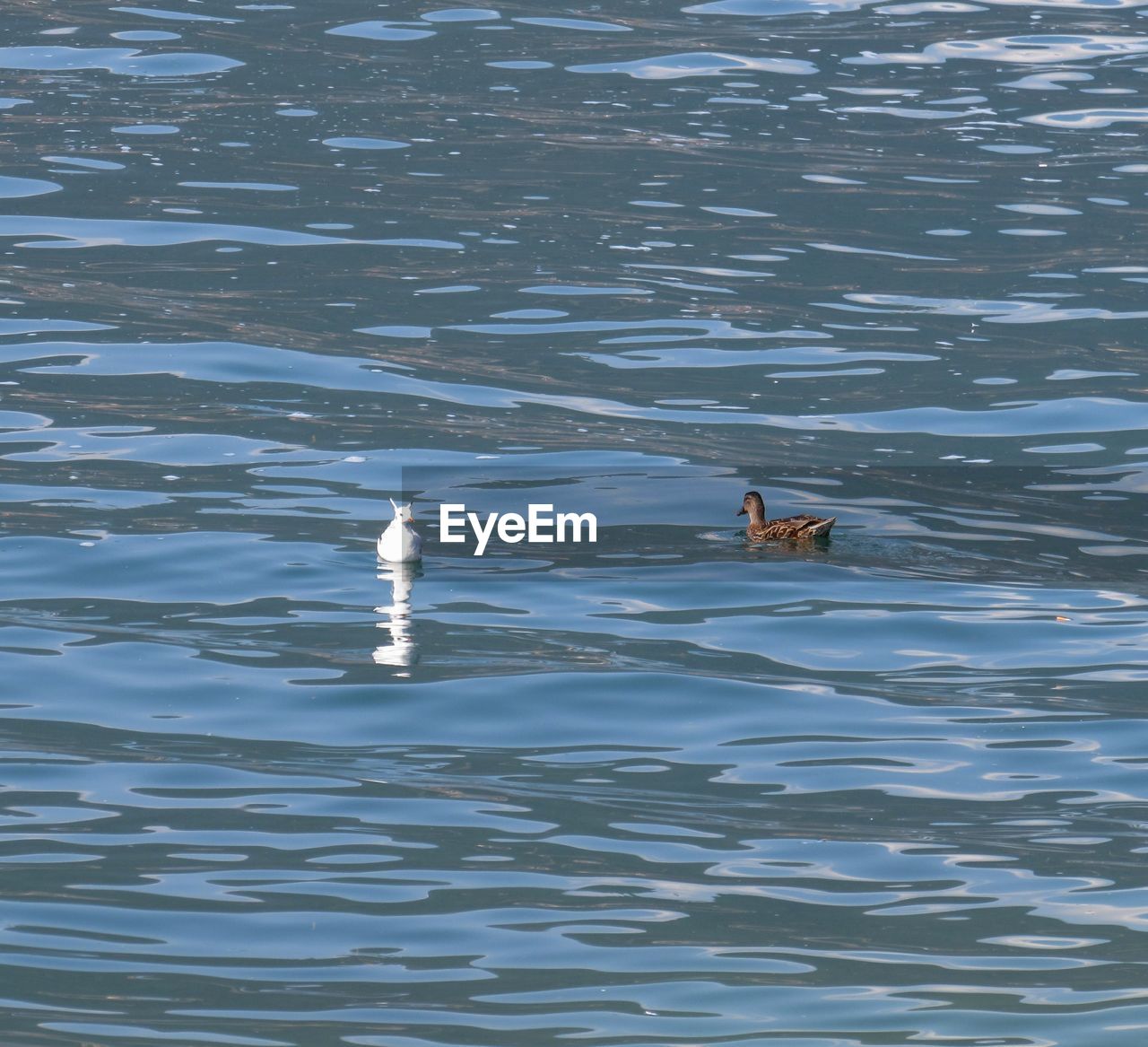 HIGH ANGLE VIEW OF DUCKS SWIMMING ON LAKE