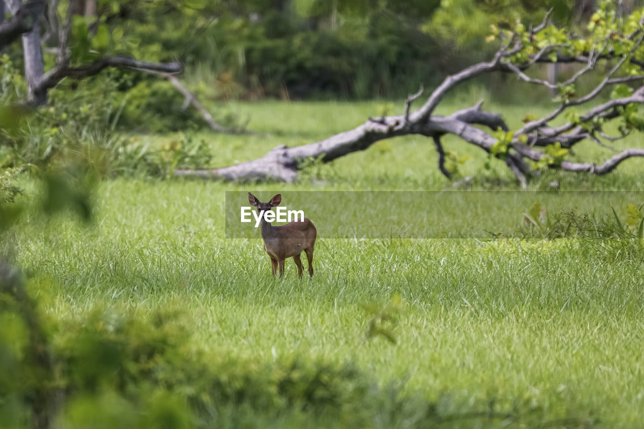 side view of deer on field