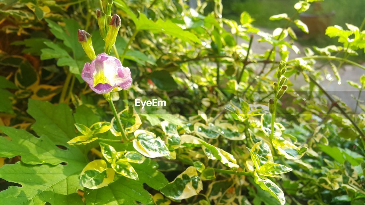 CLOSE-UP OF PURPLE FLOWERING PLANT AGAINST BLURRED BACKGROUND