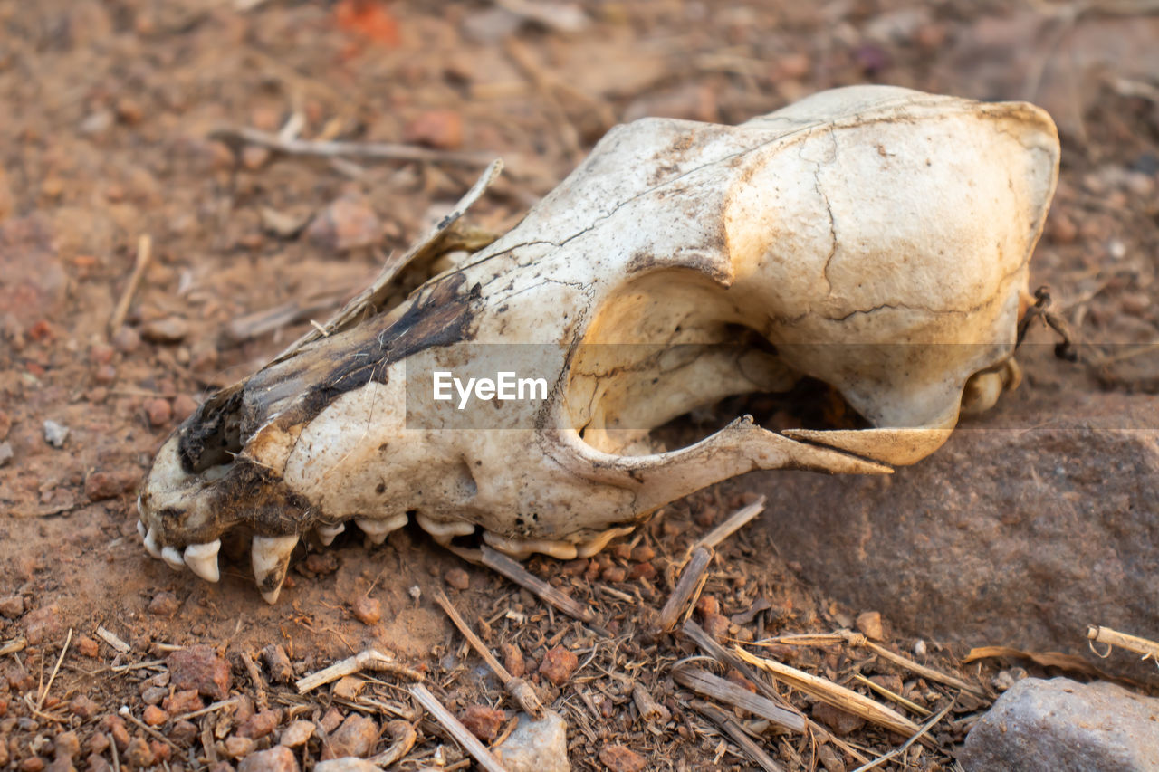 CLOSE-UP OF A ANIMAL SKULL