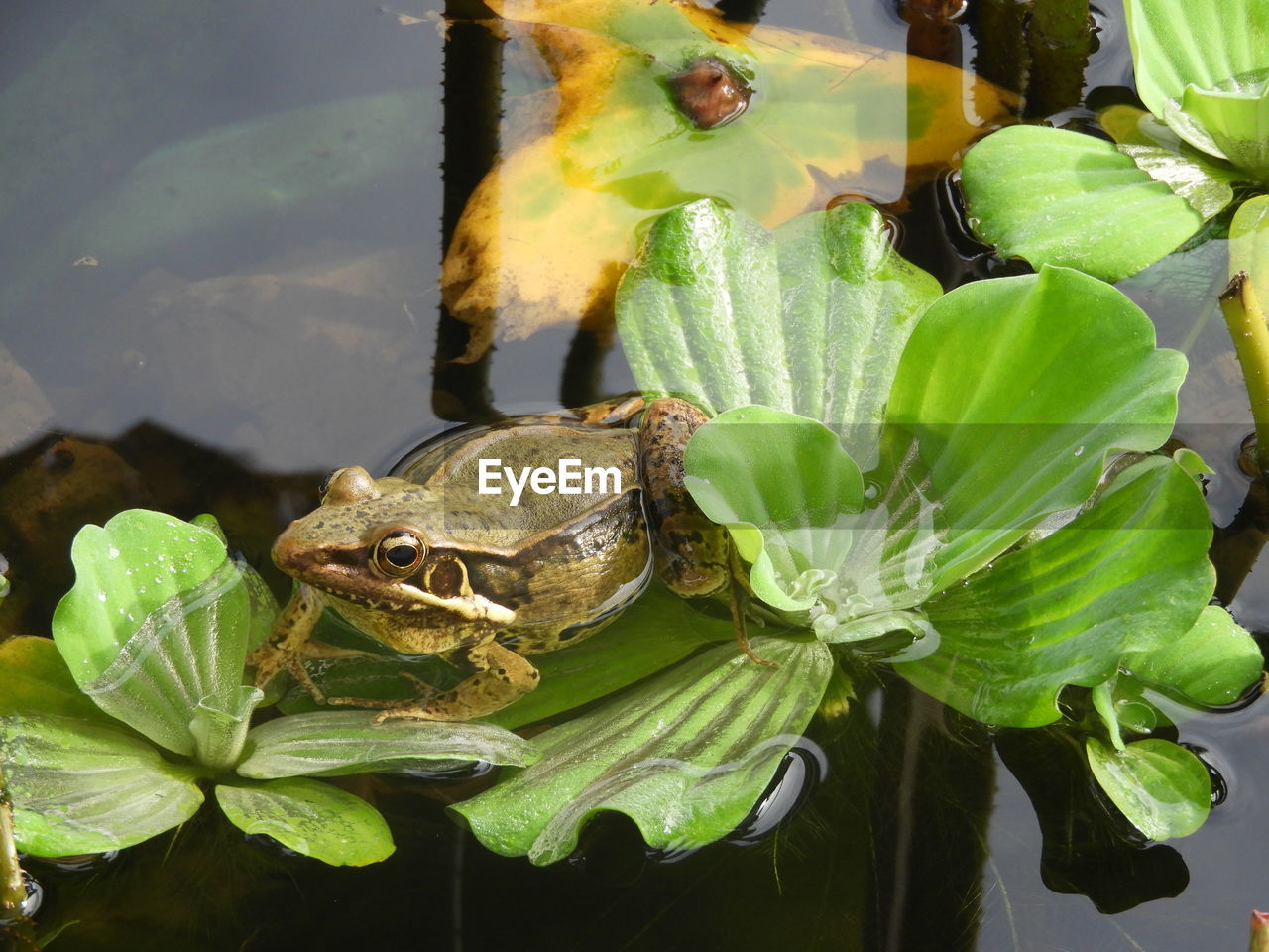 CLOSE-UP OF TURTLE ON LEAF