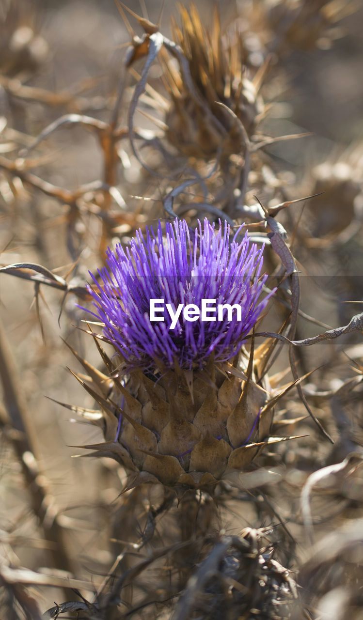 CLOSE-UP OF THISTLE FLOWERS