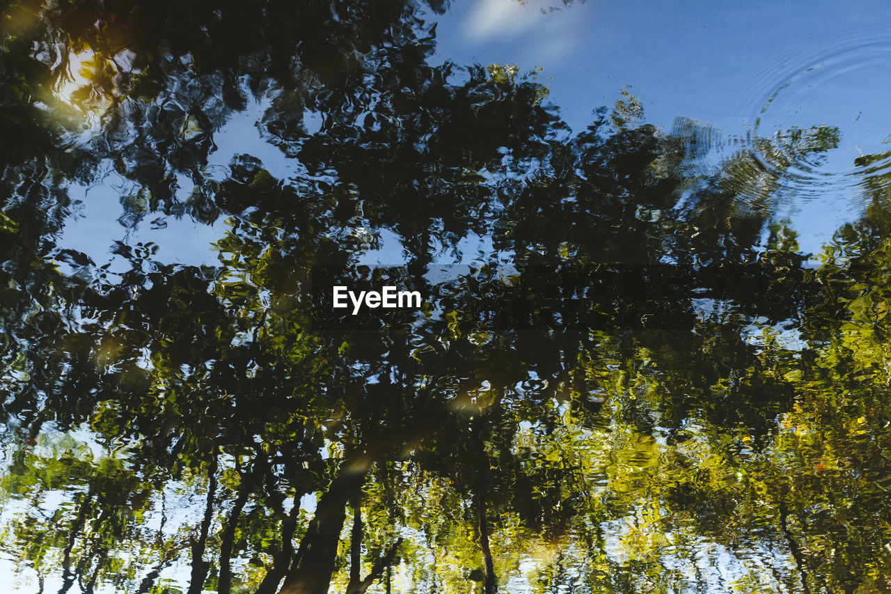 LOW ANGLE VIEW OF TREES IN FOREST