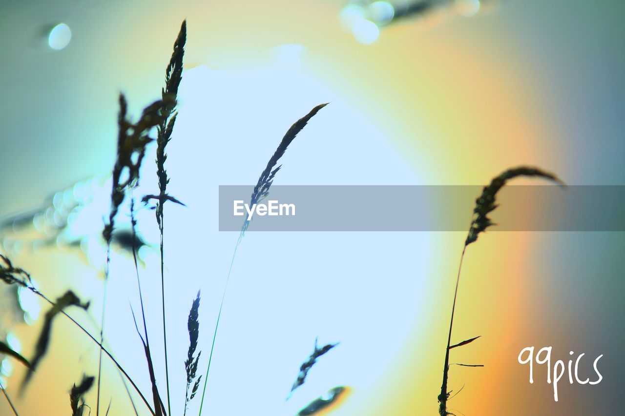 CLOSE-UP OF PLANTS AGAINST SKY