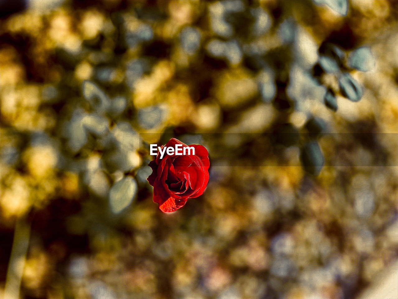 CLOSE-UP OF RED ROSE ON LEAF