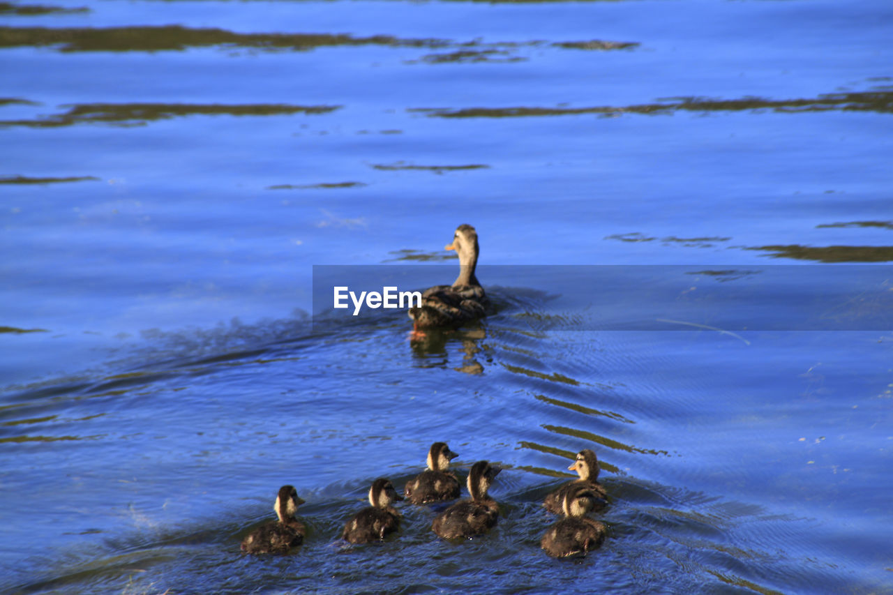 Ducks in the lake