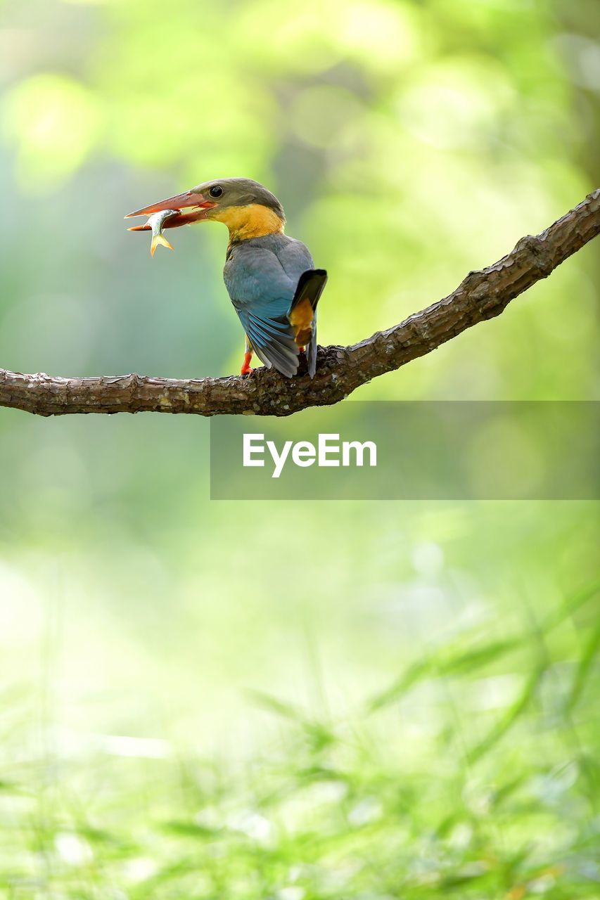 Kingfisher perching on branch while eating fish