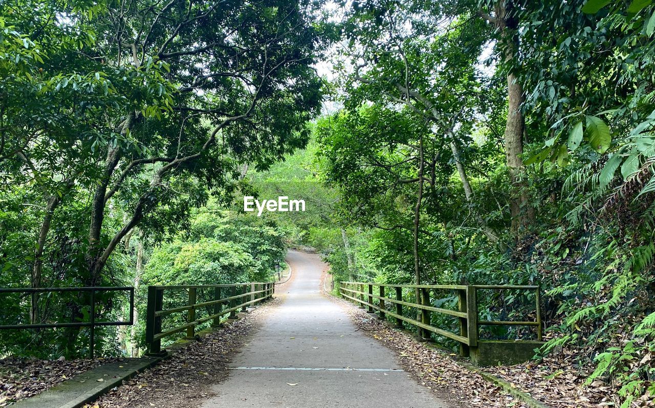 EMPTY ROAD IN FOREST