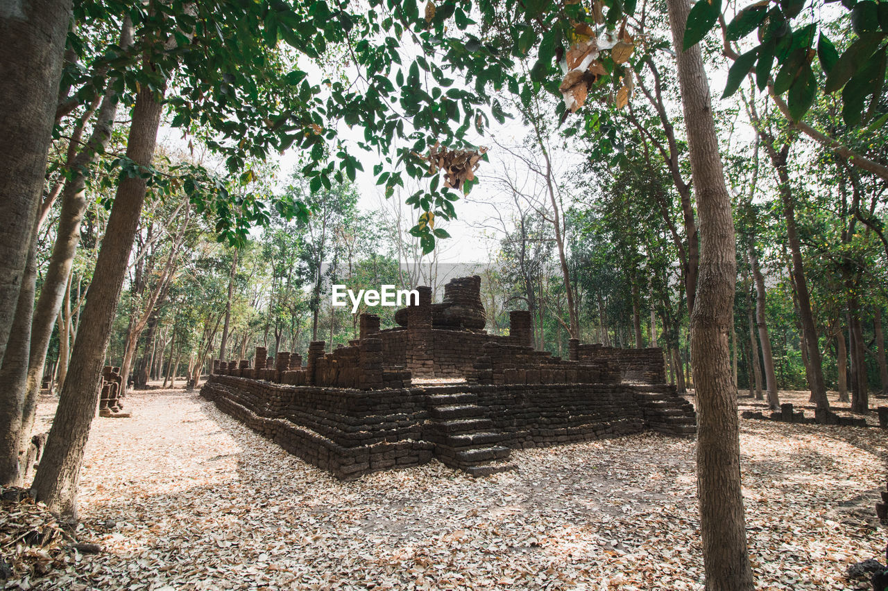 TREES IN A TEMPLE