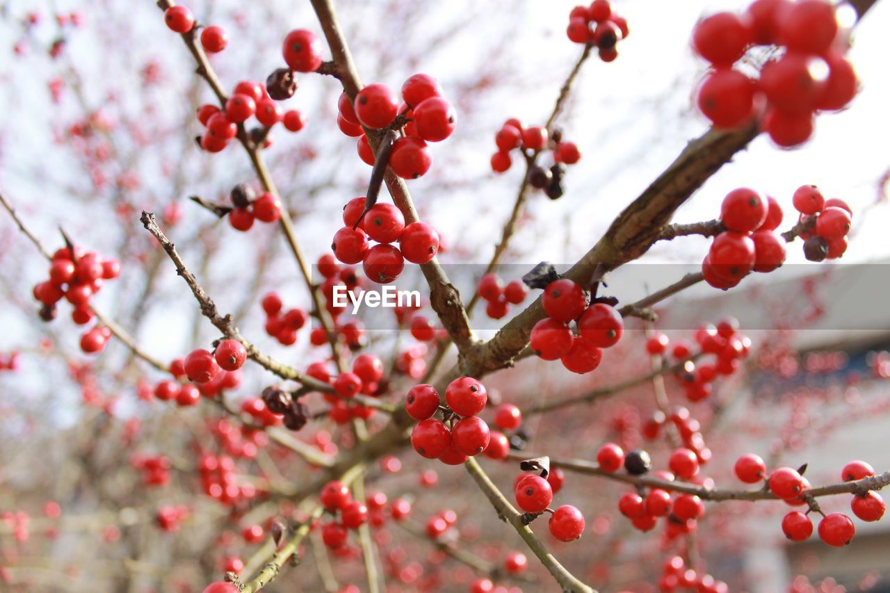 CLOSE-UP OF RED BERRIES GROWING ON TREE AGAINST SKY