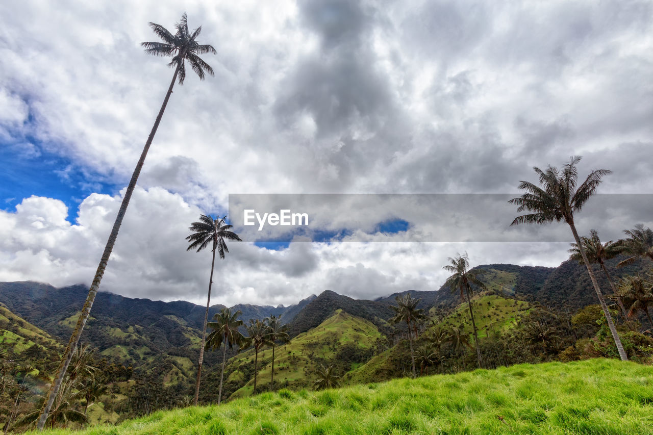 SCENIC VIEW OF PALM TREE AGAINST SKY