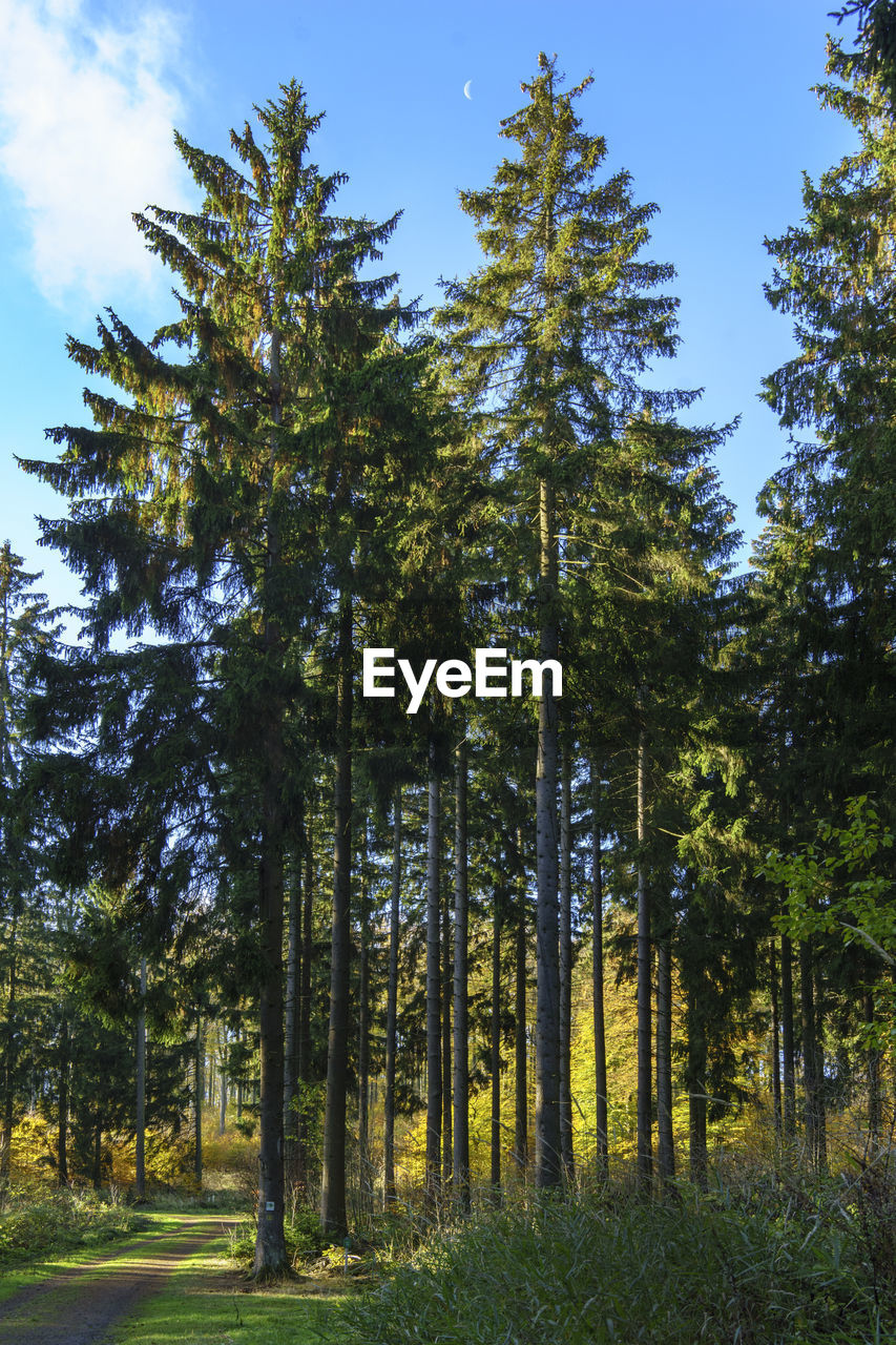 Low angle view of trees in forest against sky