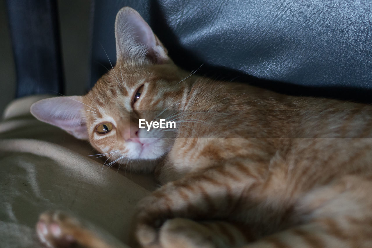 PORTRAIT OF GINGER CAT