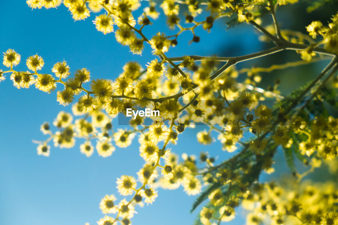 Low angle view of flowering tree against blue sky