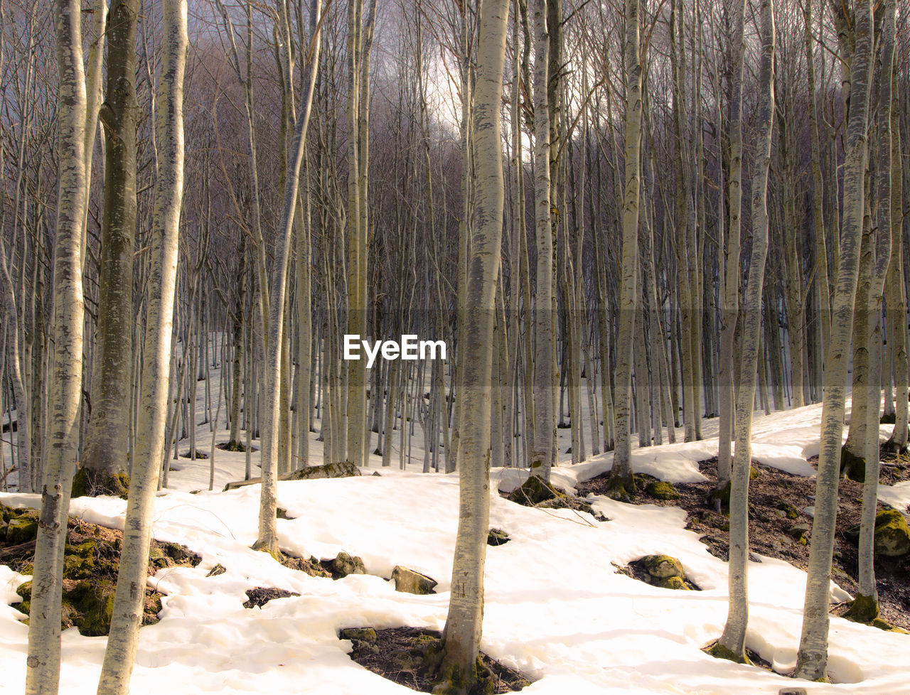 Snow covered trees on field in forest