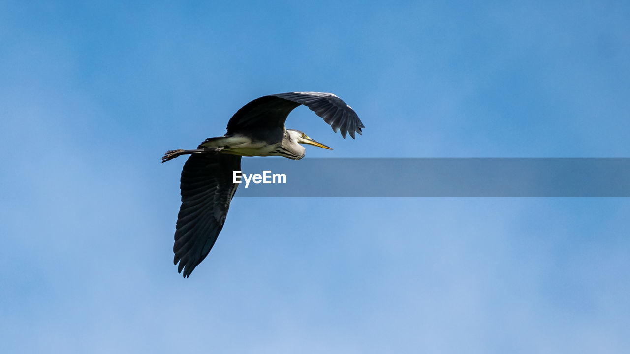 LOW ANGLE VIEW OF BIRD FLYING IN SKY