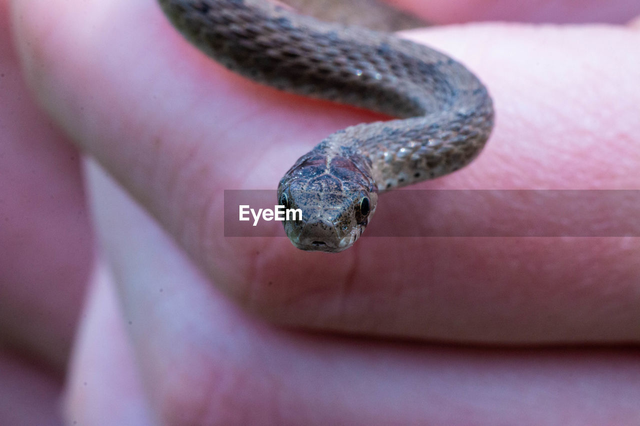 CLOSE-UP OF A HAND FEEDING