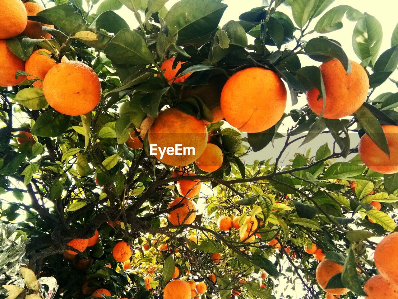 Low angle view of fruits on tree against sky