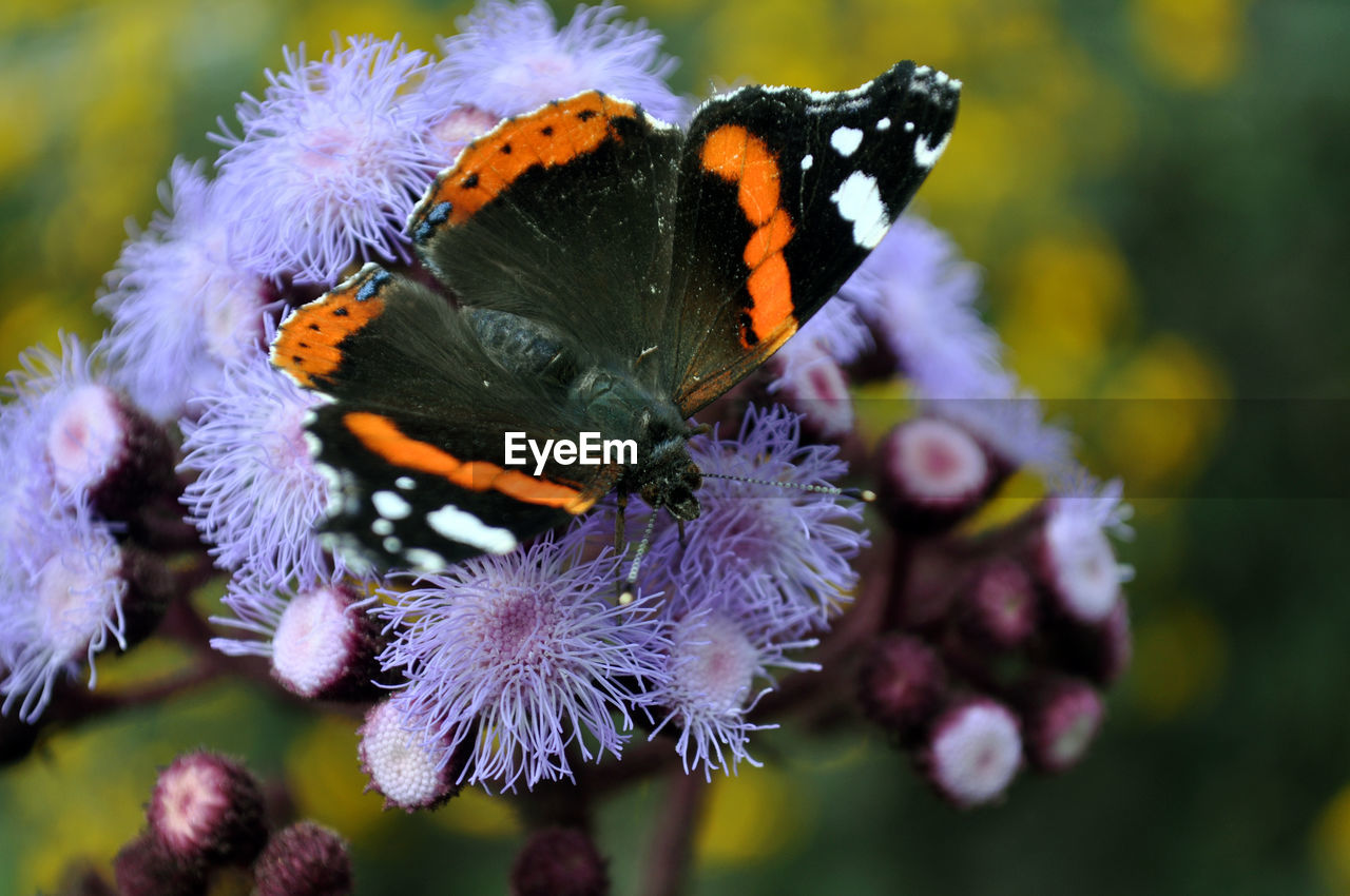 Close-up of butterfly pollinating on flowers