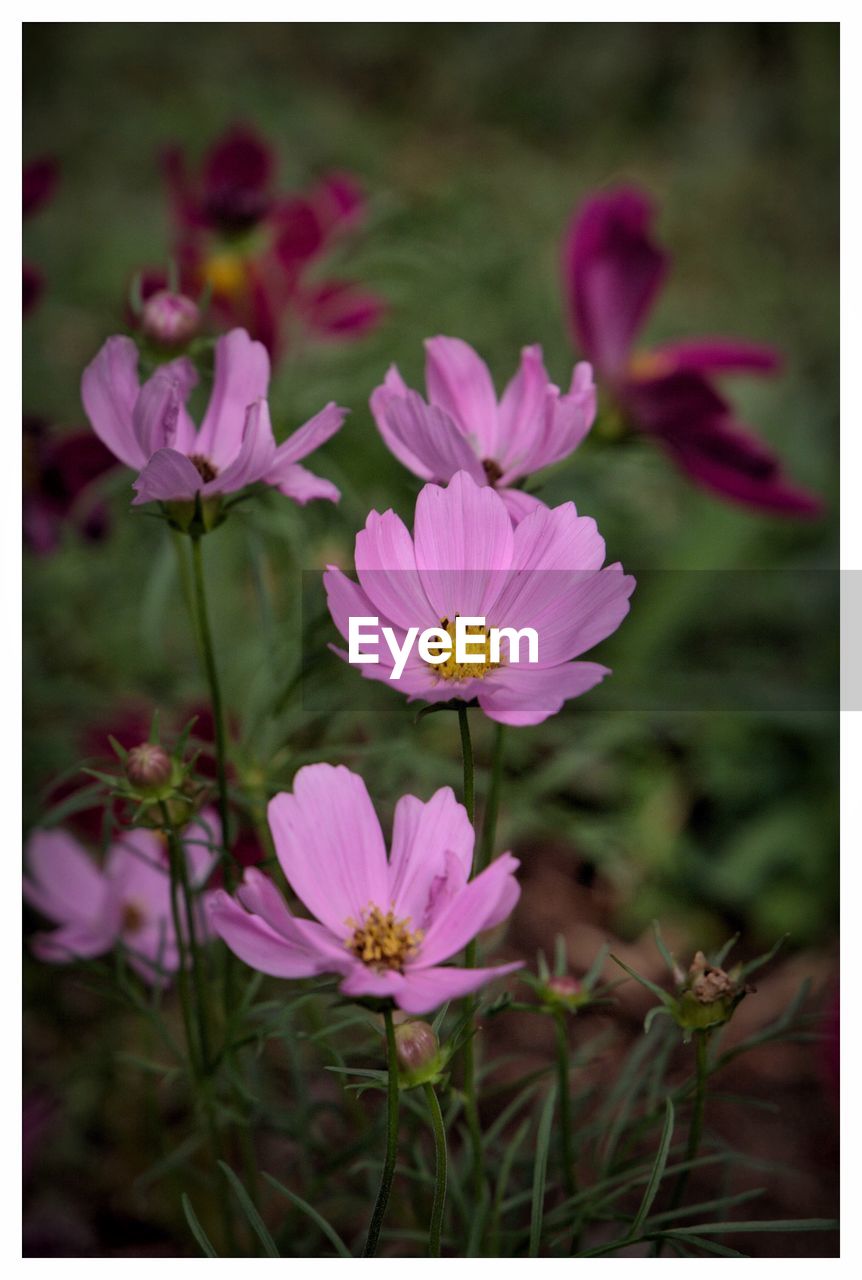 CLOSE-UP OF PINK FLOWERS