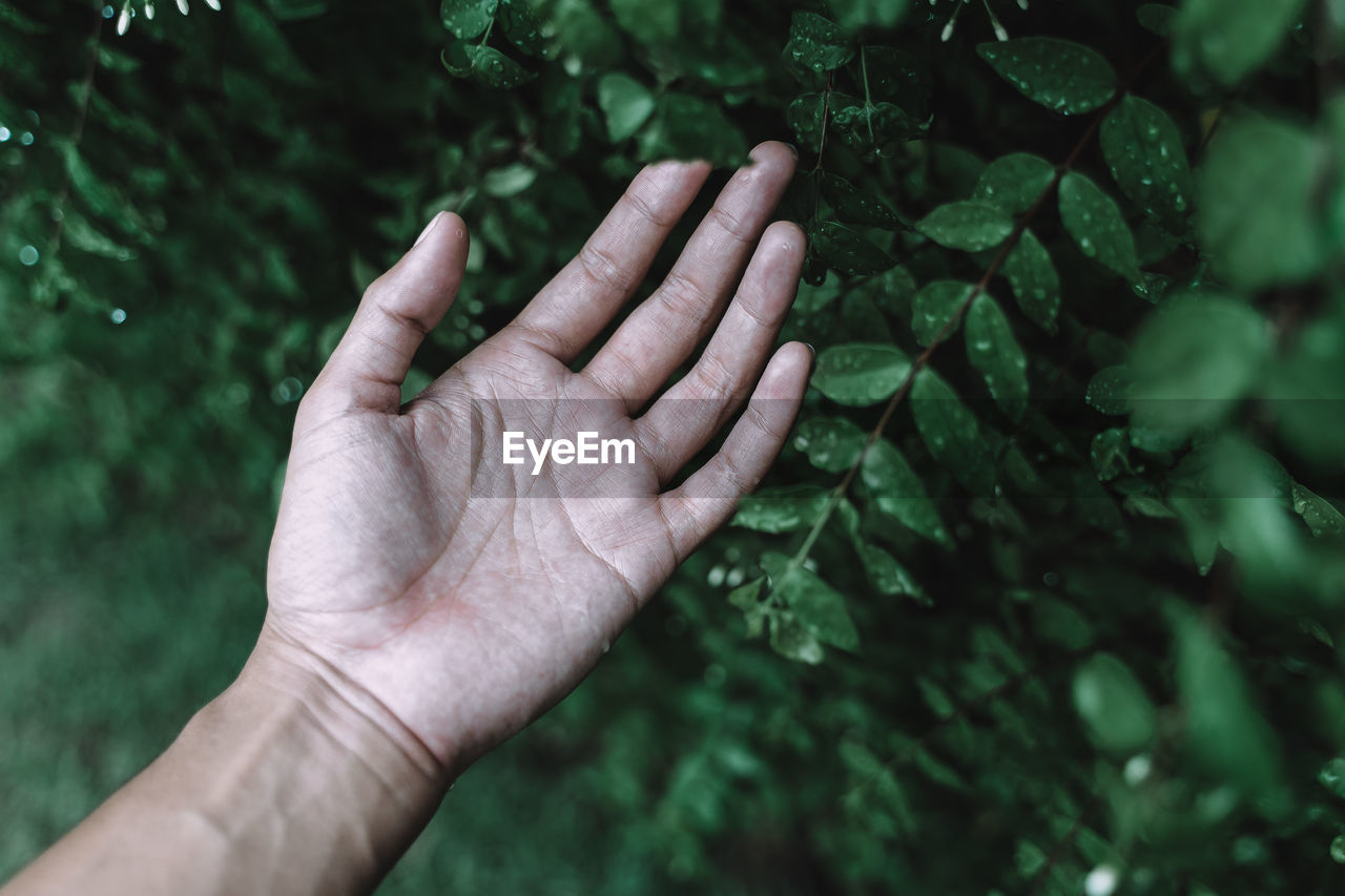 Close-up of hand holding plant