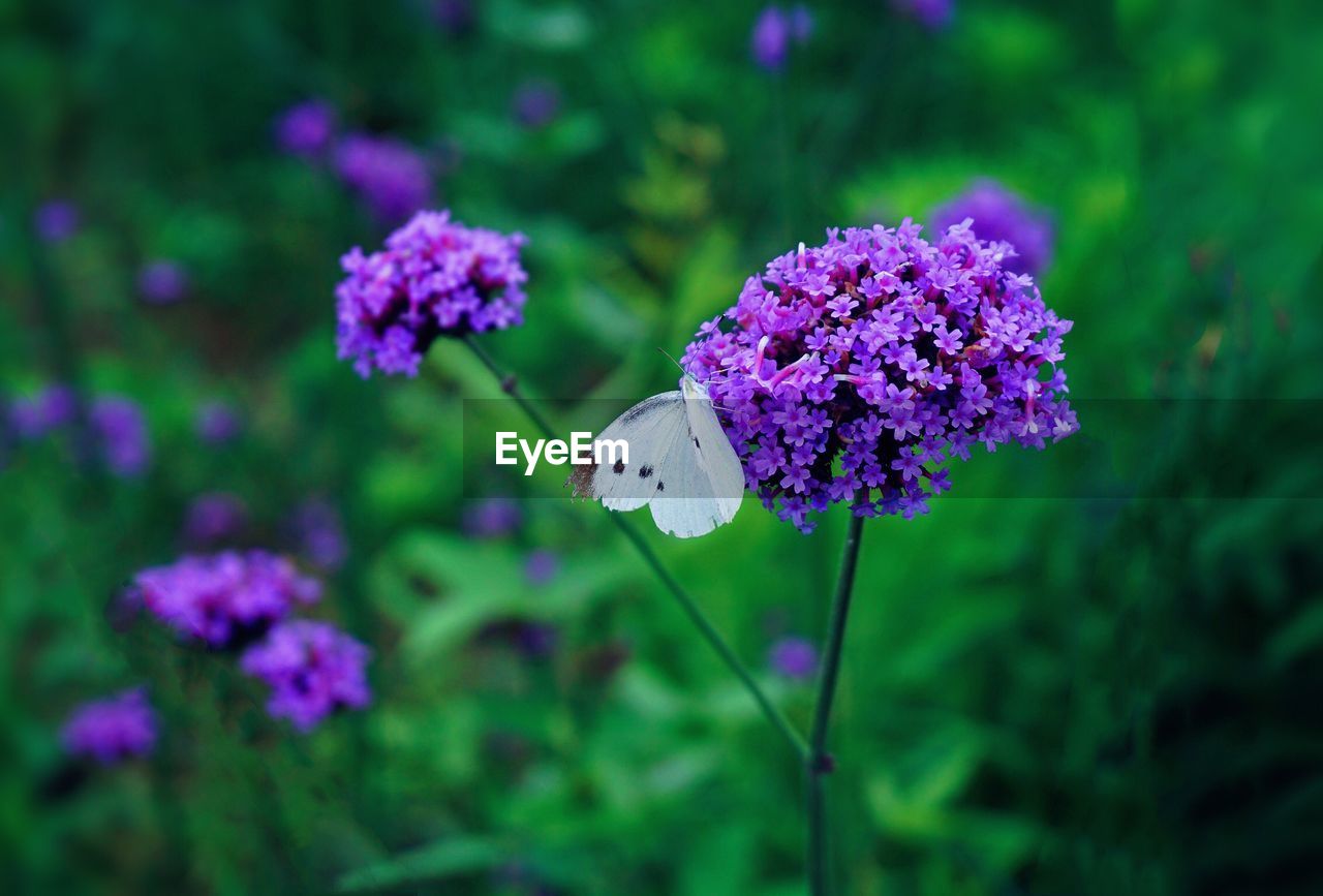 Close-up of butterfly pollinating on purple flower