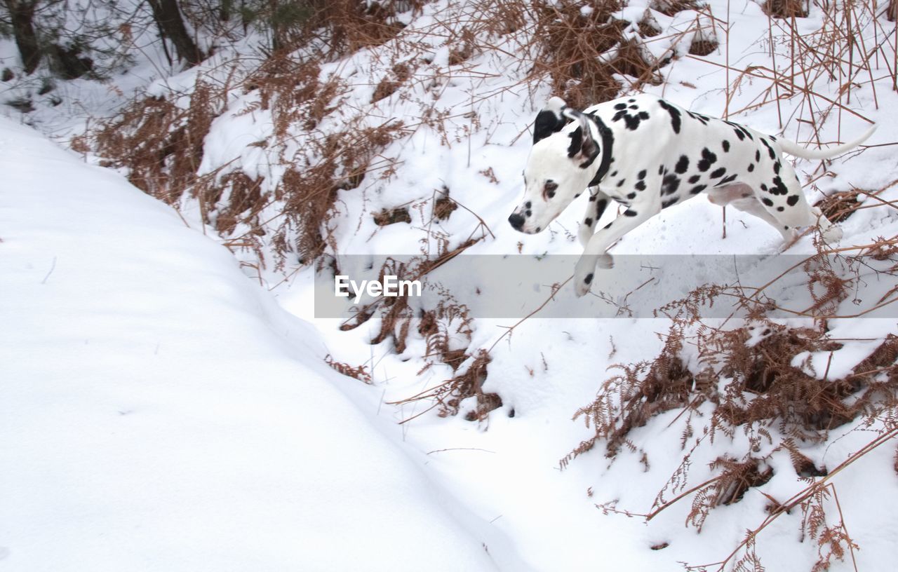 DOG ON SNOW COVERED FIELD DURING WINTER