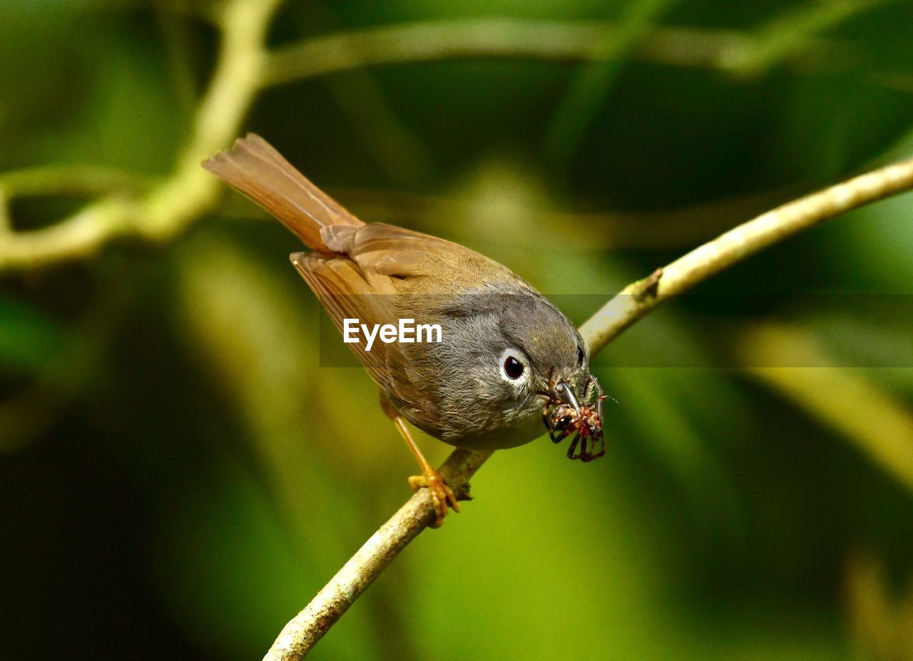 CLOSE-UP OF BIRD PERCHING ON TREE