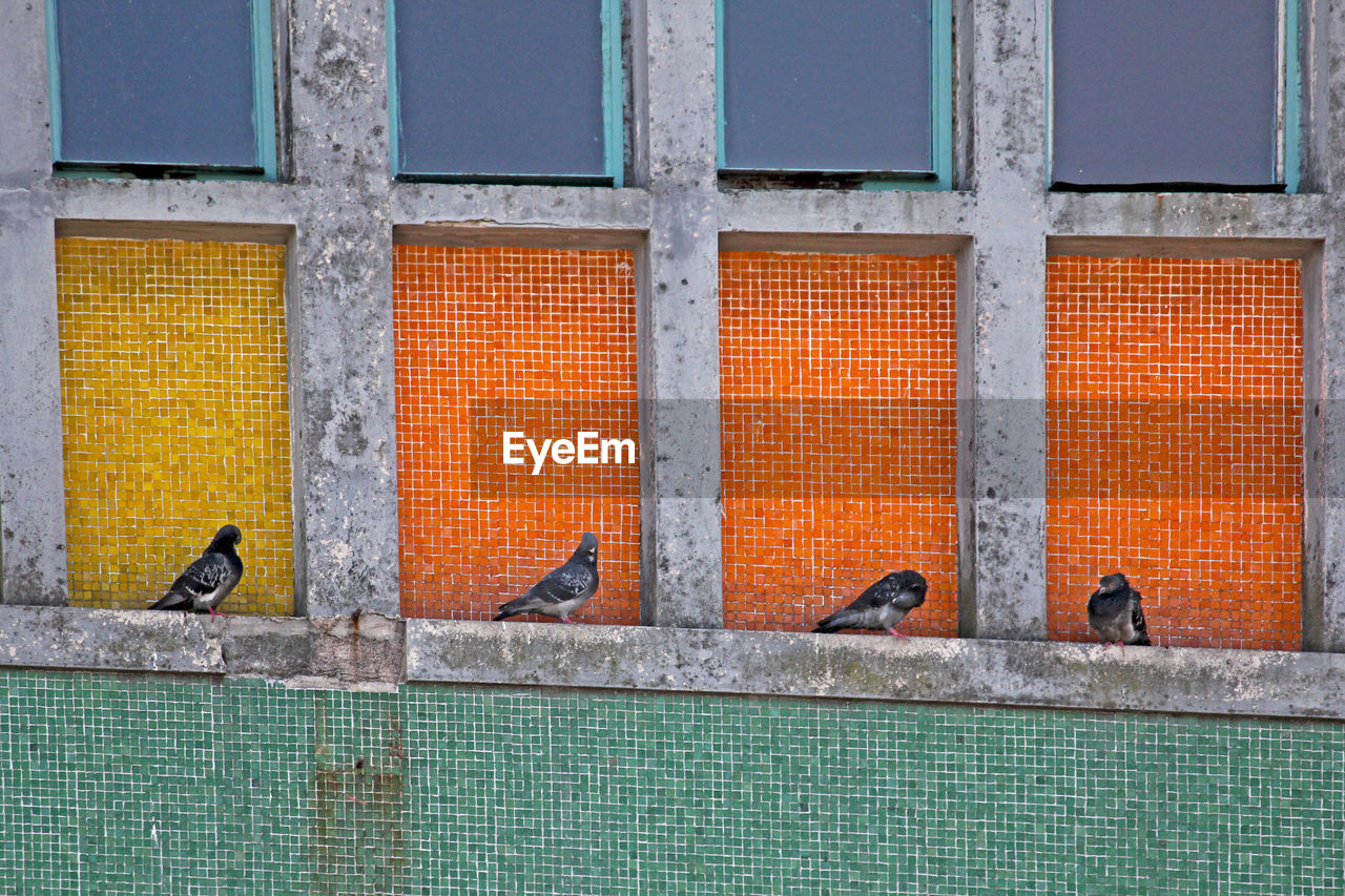 Pigeons perched on a ledge