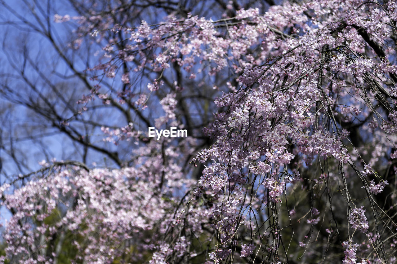 plant, flower, flowering plant, tree, blossom, fragility, growth, beauty in nature, freshness, springtime, branch, nature, spring, low angle view, no people, cherry blossom, botany, day, cherry tree, close-up, outdoors, sky, pink, focus on foreground, fruit tree