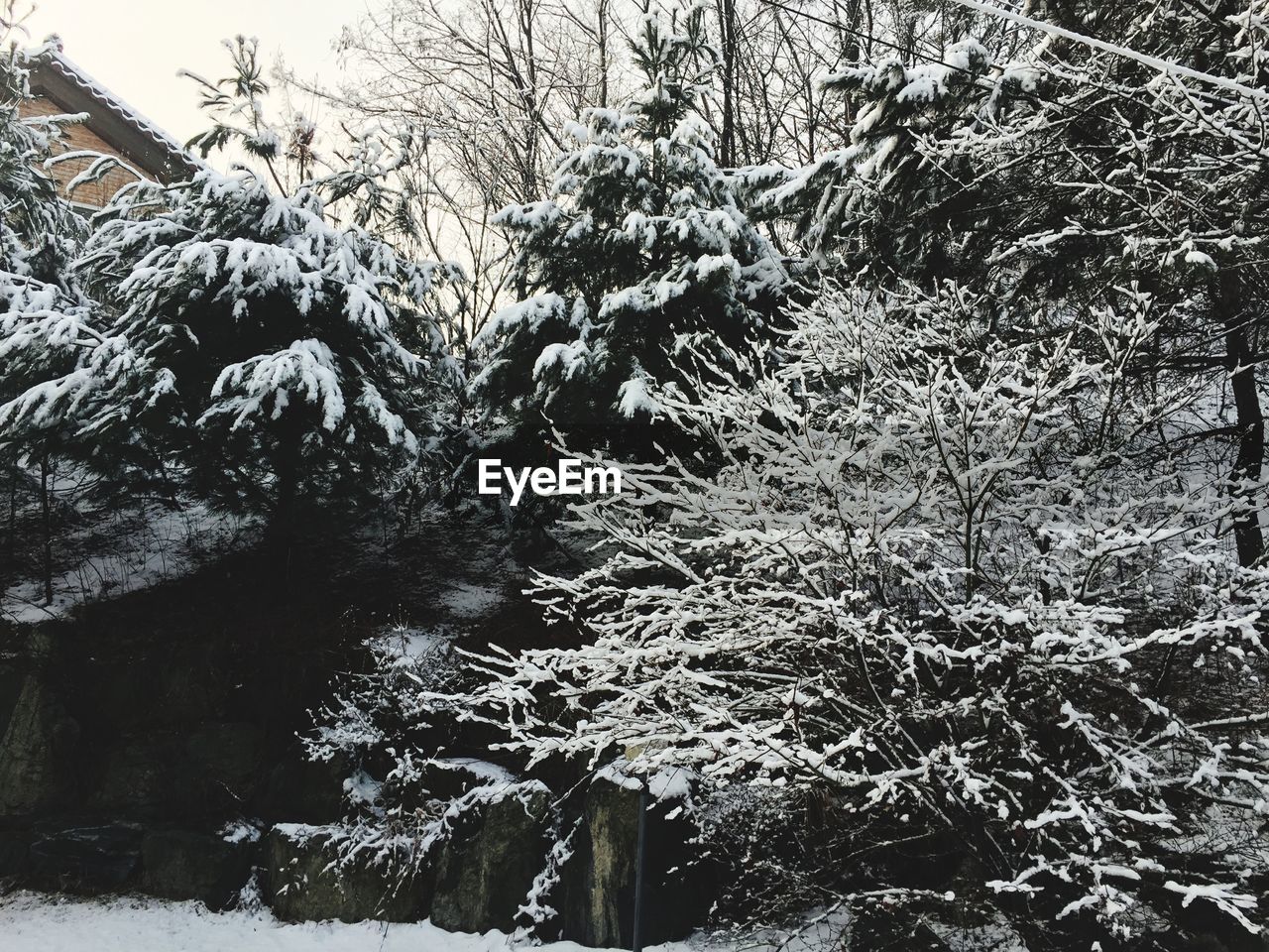 TREES IN SNOW