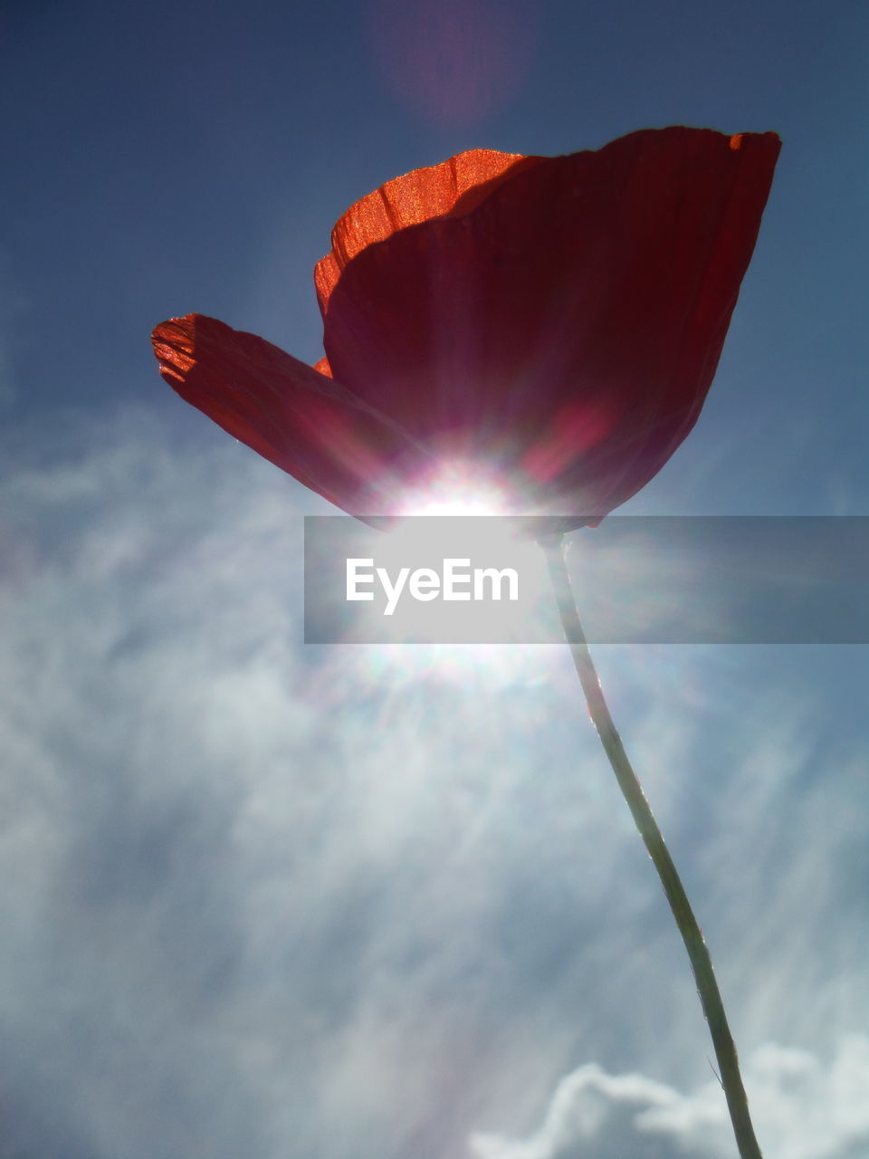 Low angle close-up of poppy against sky on sunny day