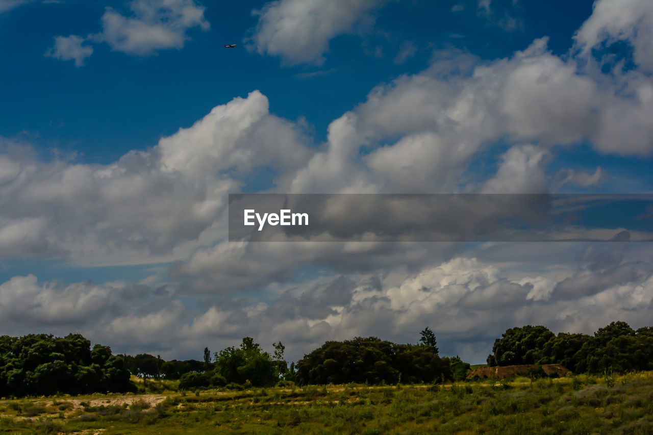 Low angle view of trees on field against sky