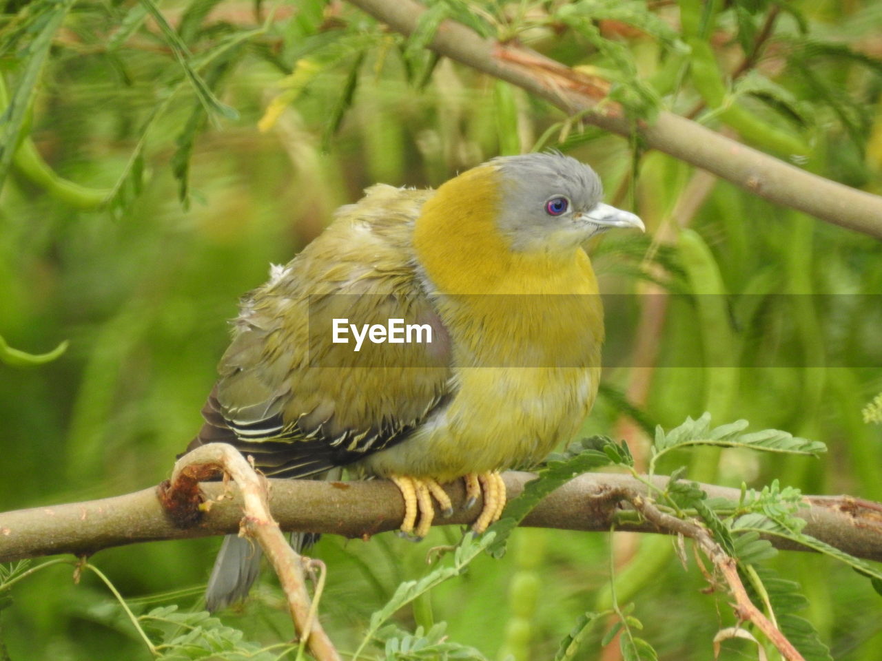 Close-up of bird perching on branch