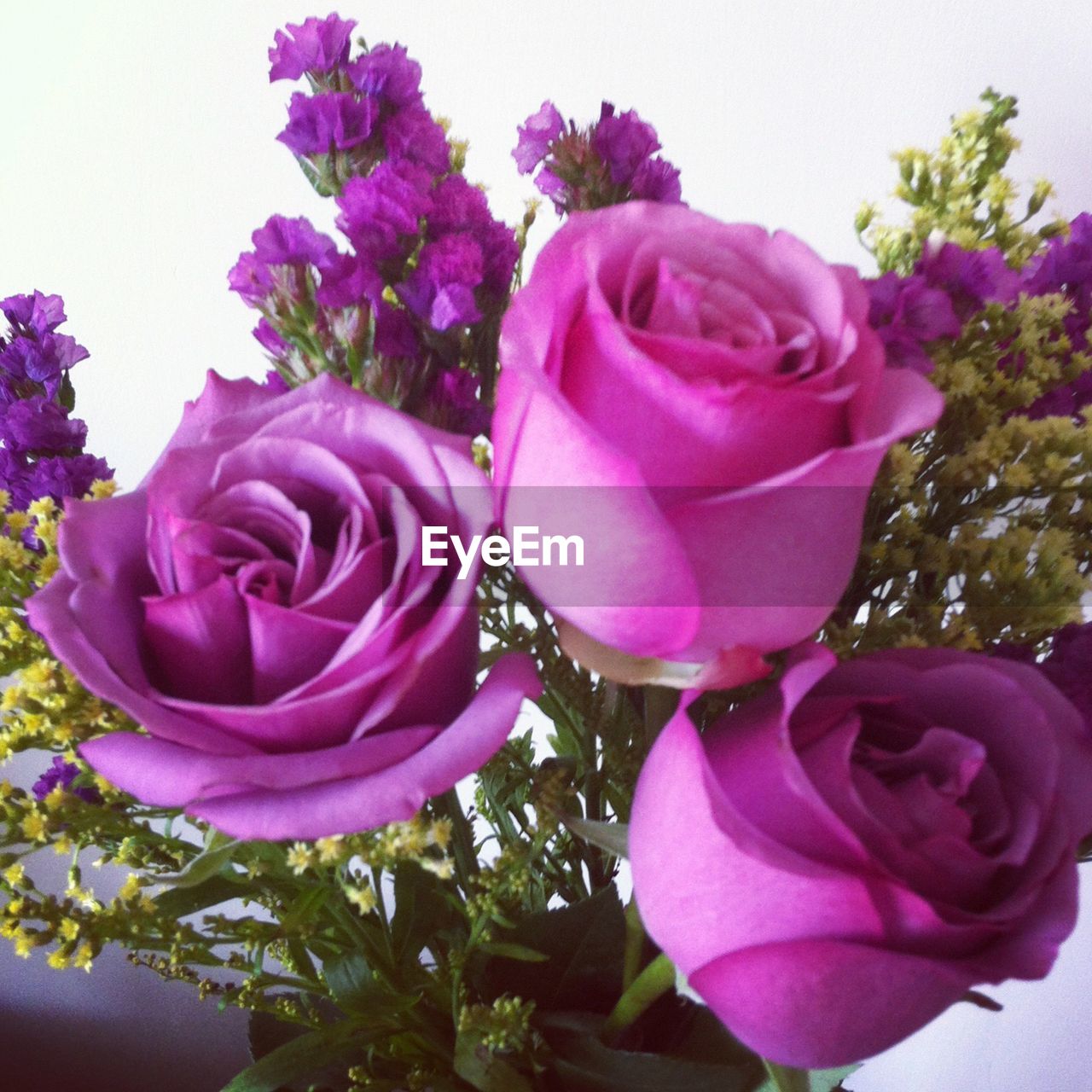 CLOSE-UP OF PURPLE FLOWERS BLOOMING