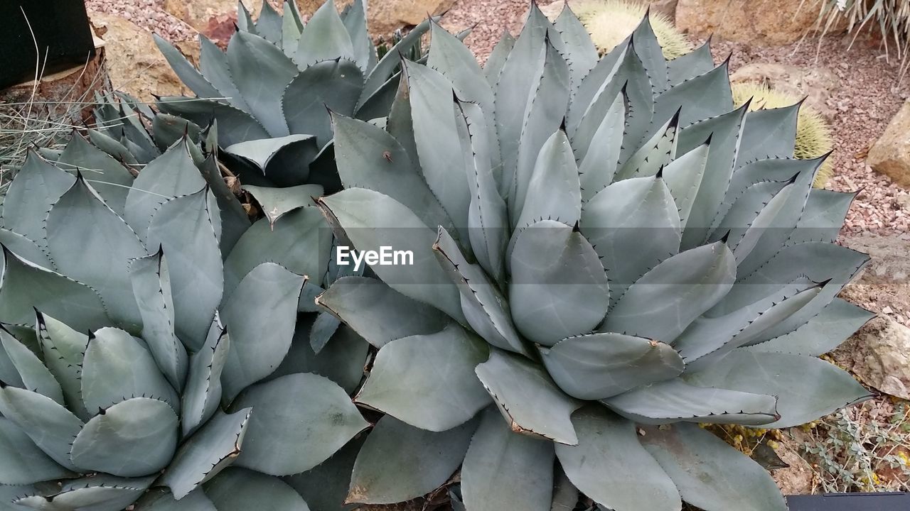 FULL FRAME SHOT OF CACTUS