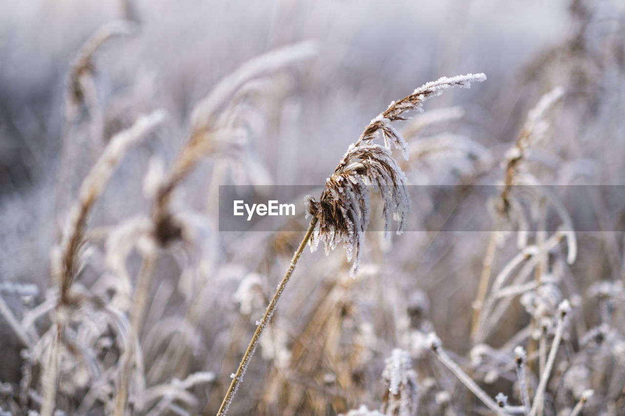 Close-up of wheat growing on field