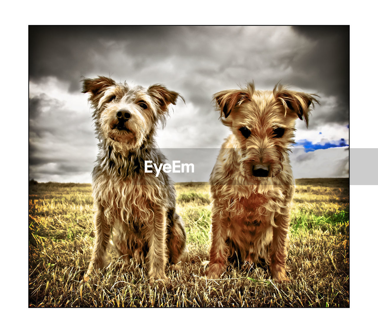 Yorkshire terriers on grassy field against cloudy sky