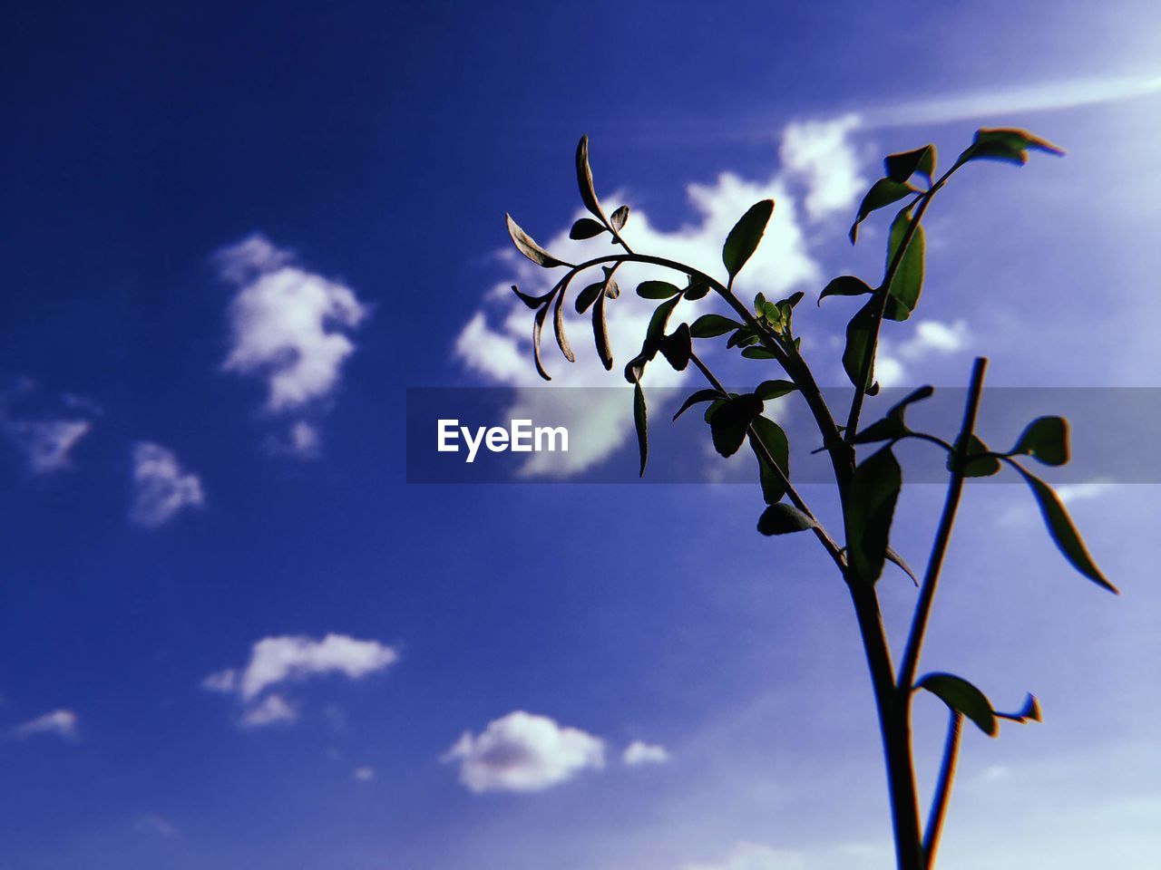 LOW ANGLE VIEW OF PLANTS AGAINST BLUE SKY