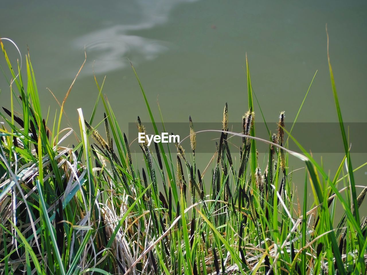 green, grass, plant, nature, water, leaf, growth, meadow, flower, no people, beauty in nature, day, lake, tranquility, land, lawn, natural environment, sunlight, grassland, outdoors, wetland, field, prairie, environment, hierochloe